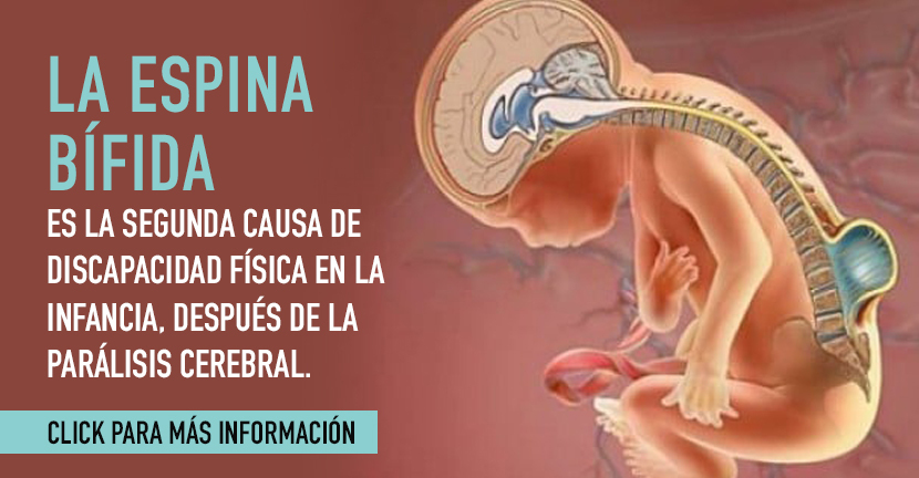 Espina bífida y ácido fólico