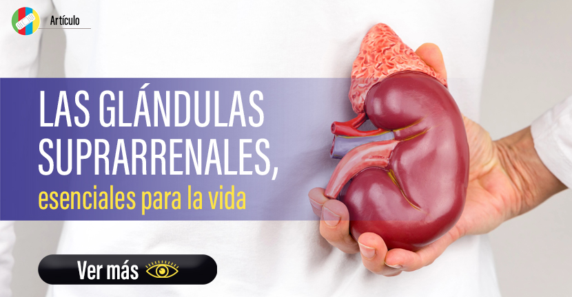 Las glándulas suprarrenales, esenciales para la vida.