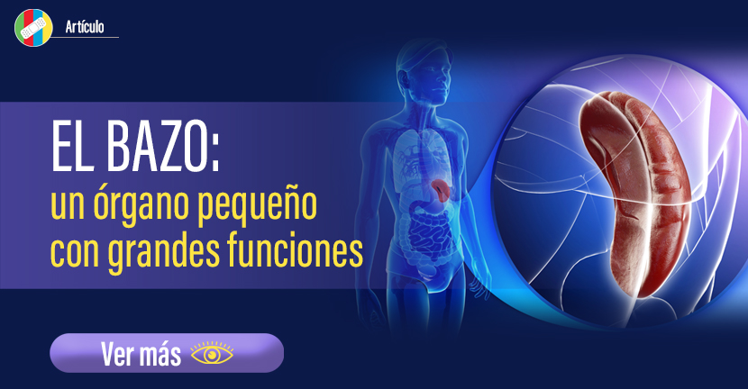 El bazo: un órgano pequeño con grandes funciones