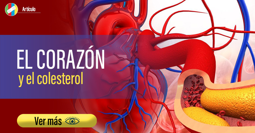 El corazón y el colesterol.
