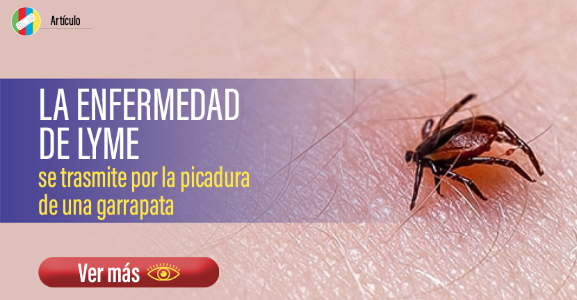 La enfermedad de Lyme se trasmite por la picadura de una garrapata.