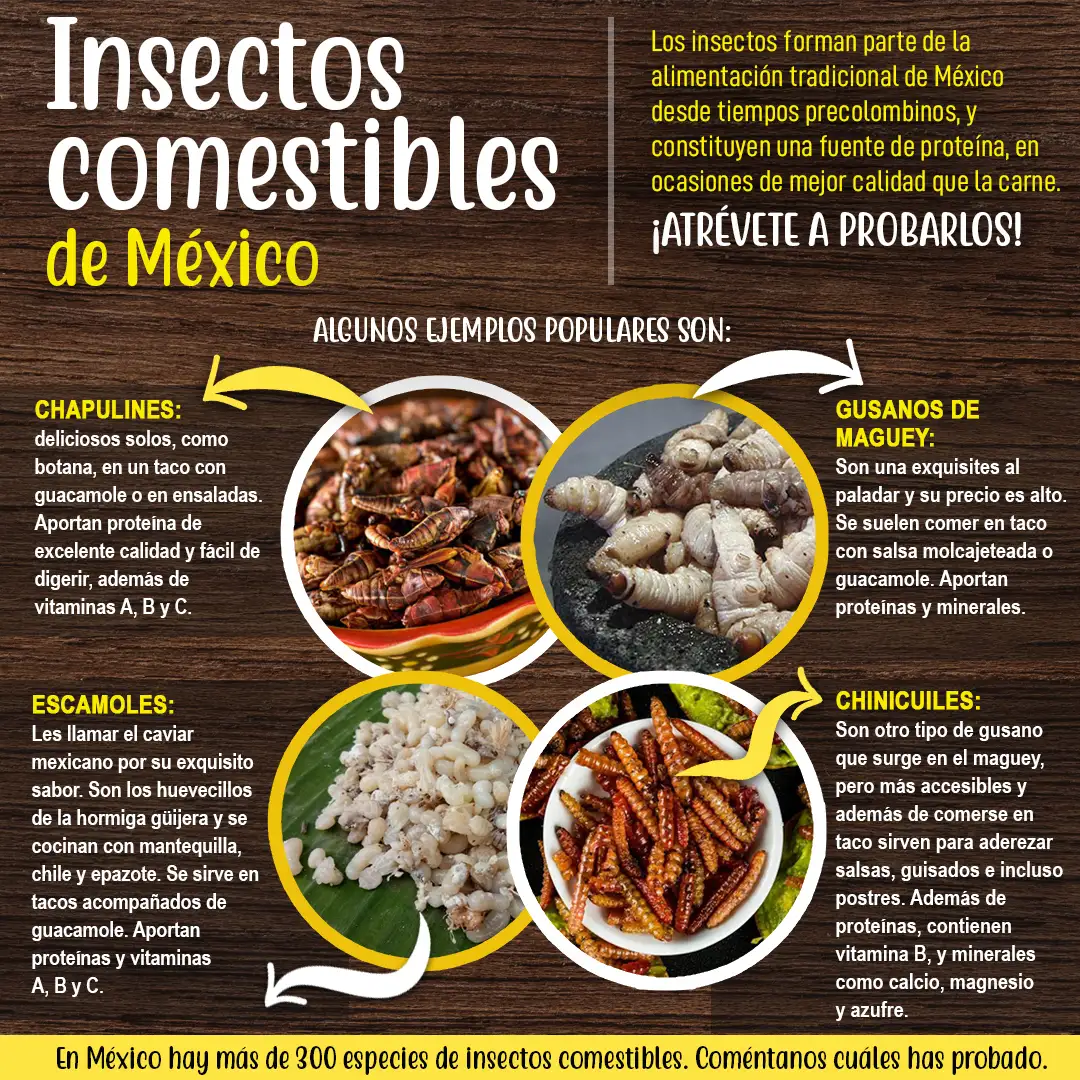 Insectos comestibles