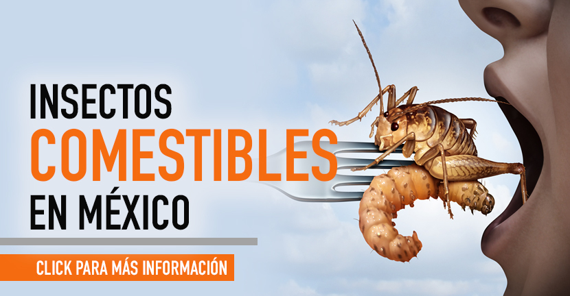 Insectos comestibles