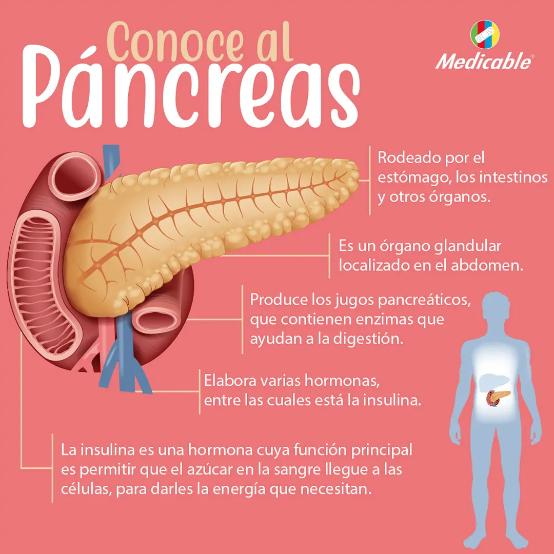 Conoce al páncreas