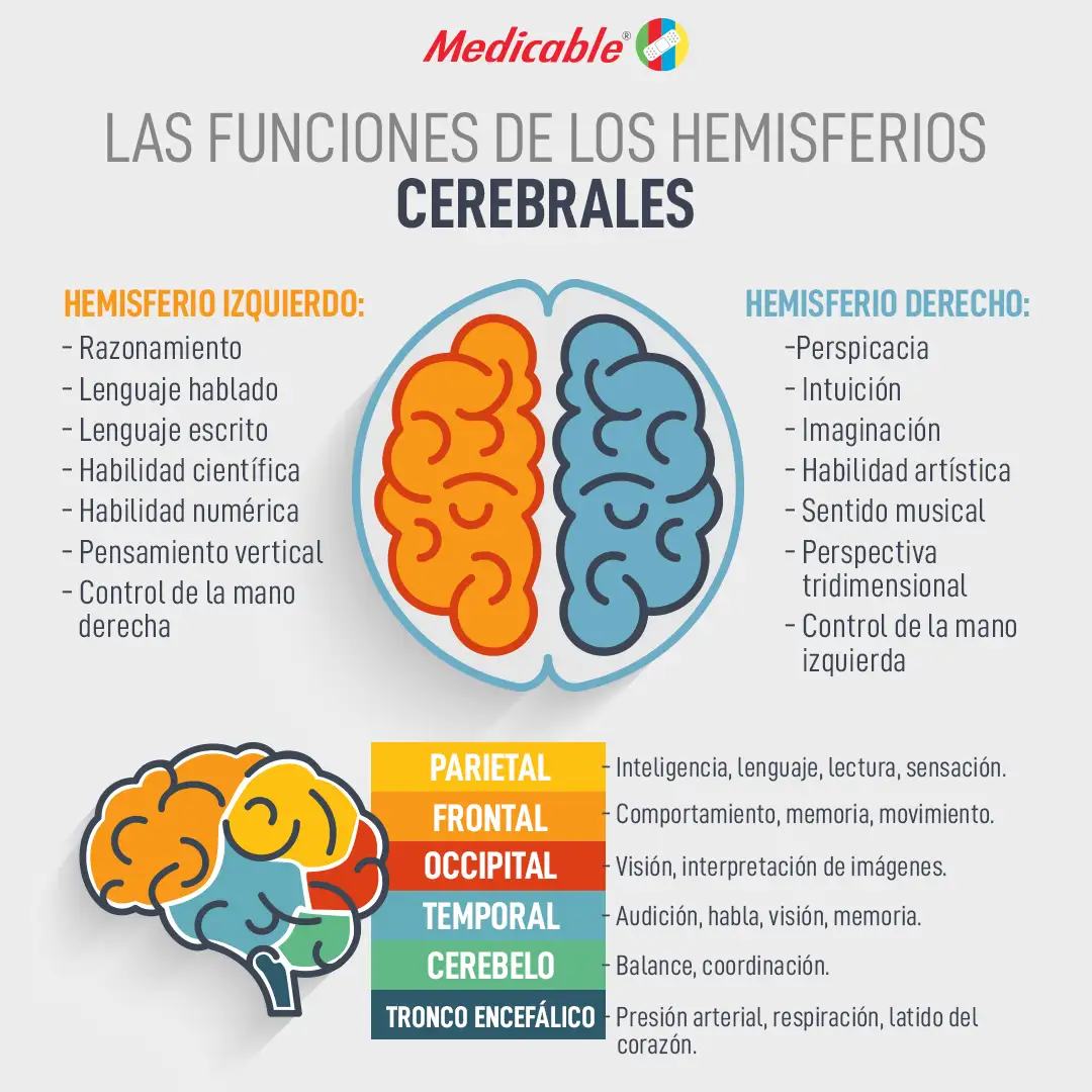 Las Funciones De Los Hemisferios Cerebrales