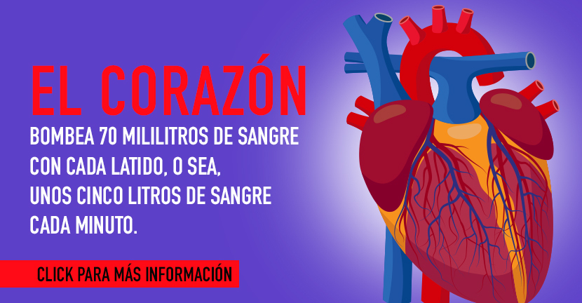 Como mantener un corazón saludable