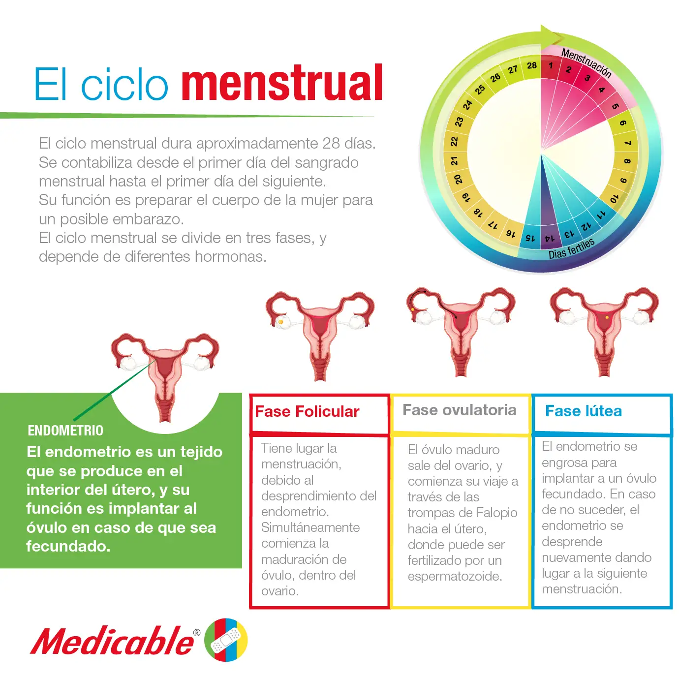 El ciclo menstrual