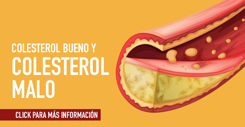 El colesterol bueno y el colesterol malo