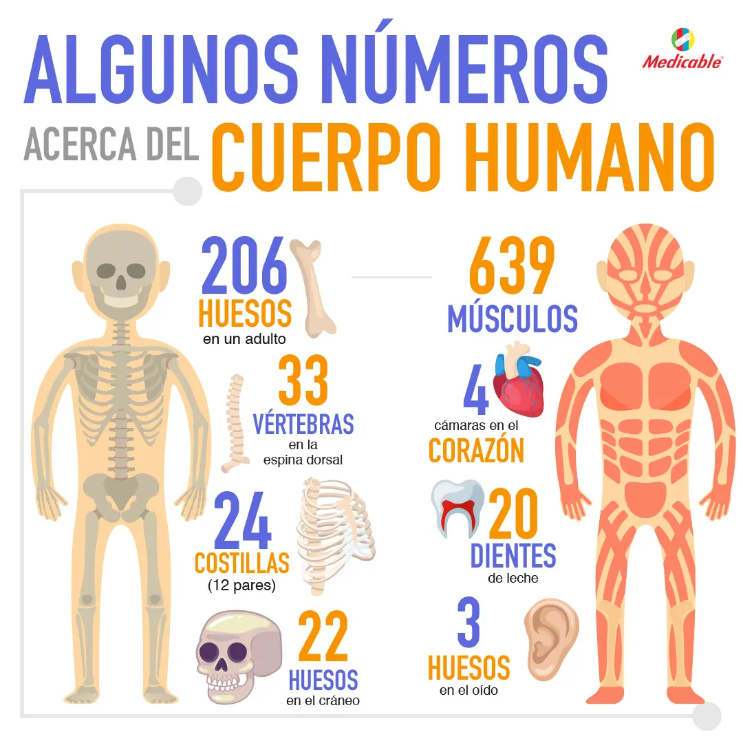 Algunos números acerca del cuerpo humano