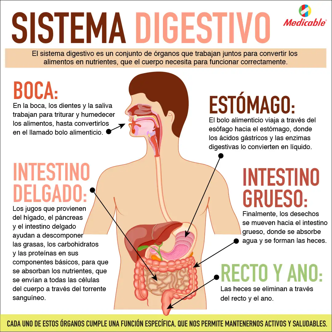 Sistema Digestivo