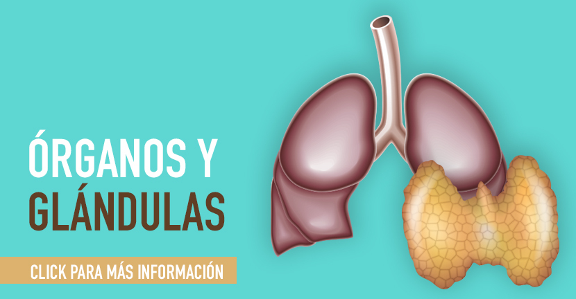 Órganos y glándulas