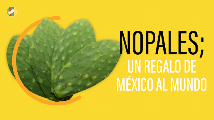 Nopales, un regalo de México al mundo