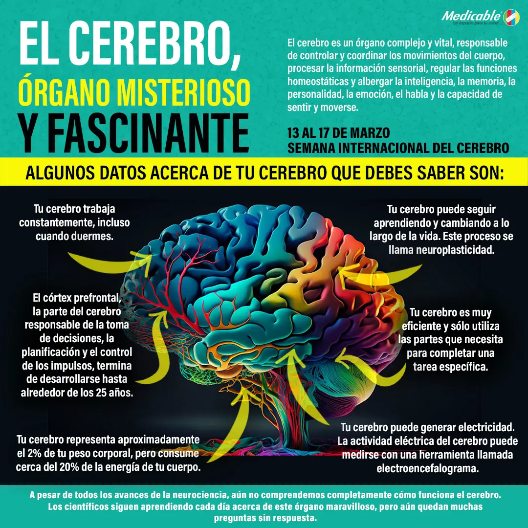 El cerebro, órgano misterioso y fascinante