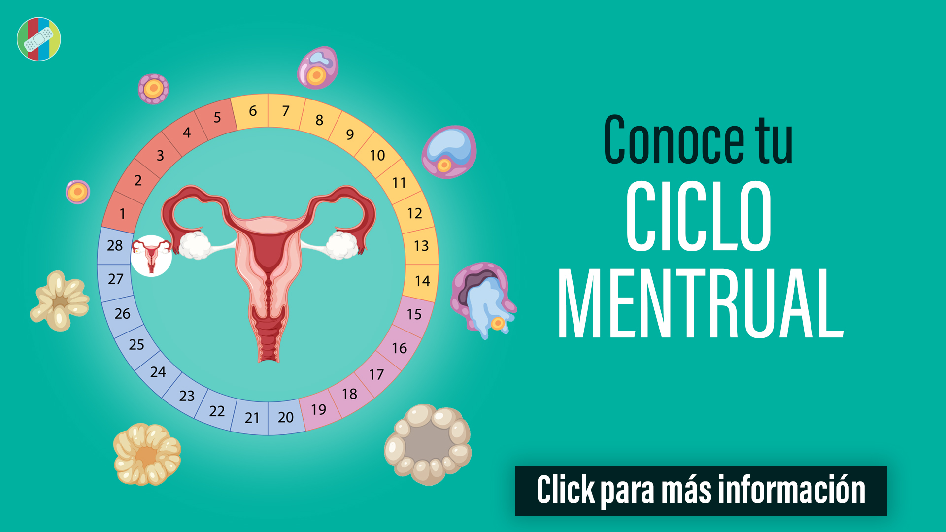 Conoce tu ciclo menstrual