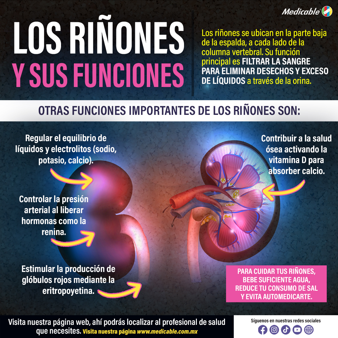 Los riñones y sus funciones.