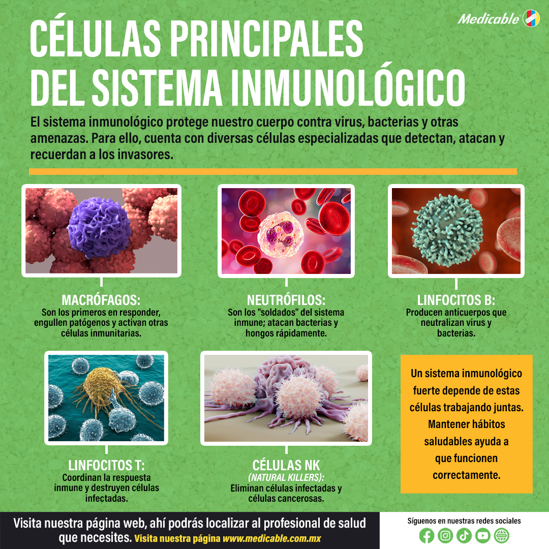 Células principales del Sistema Inmunológico.