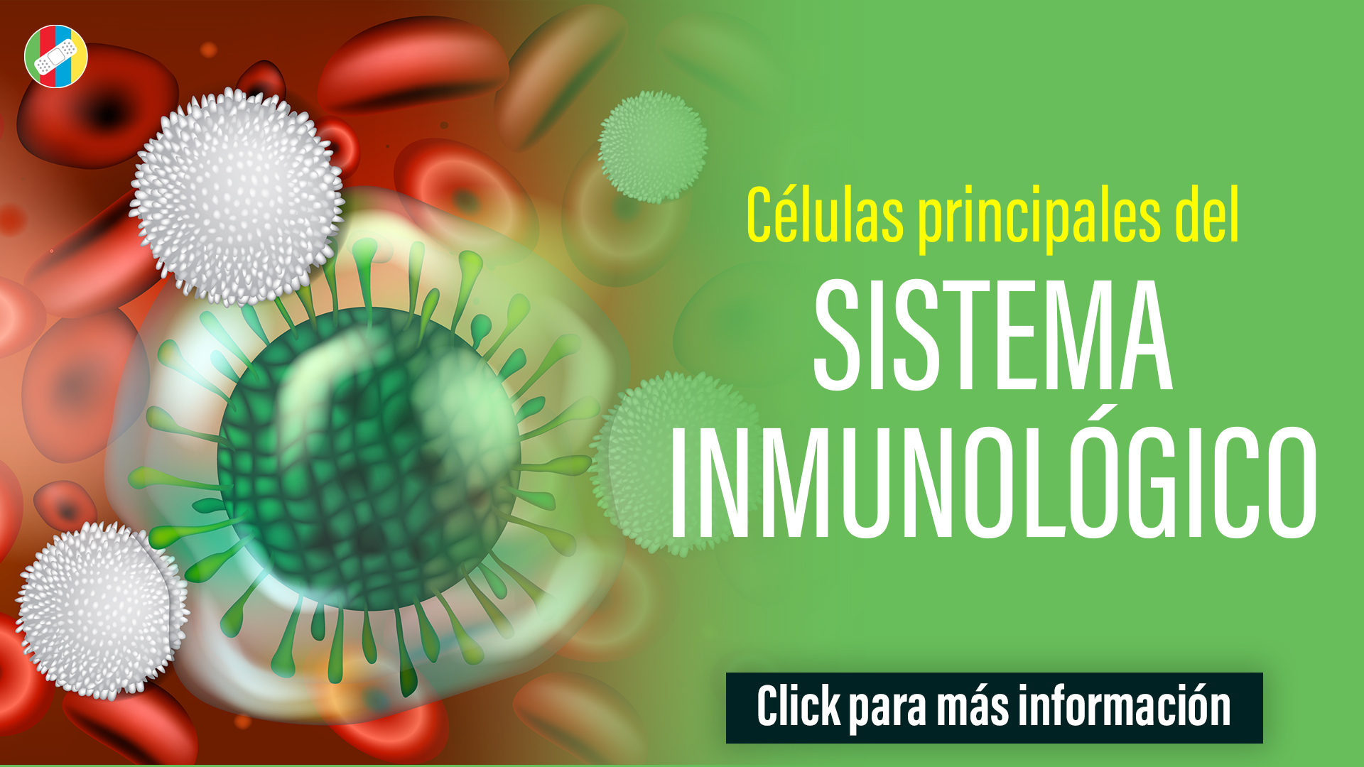 Células principales del Sistema Inmunológico.