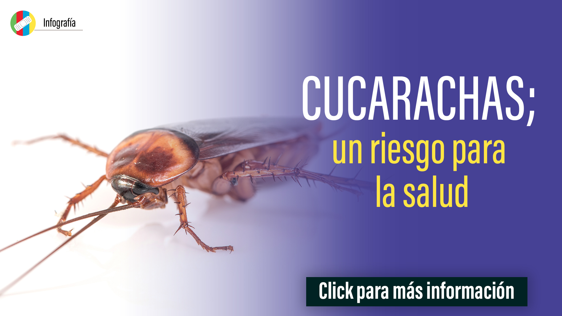 Cucarachas, un riesgo para la salud.