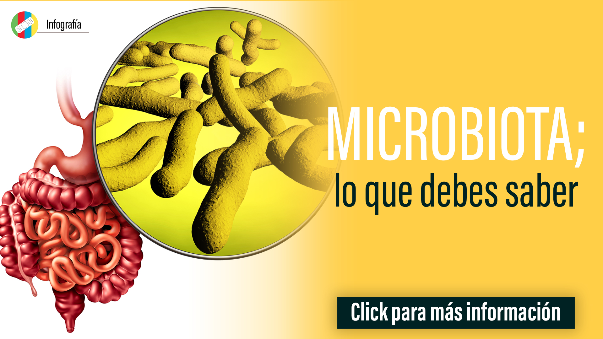 Microbiota, lo que debes saber.