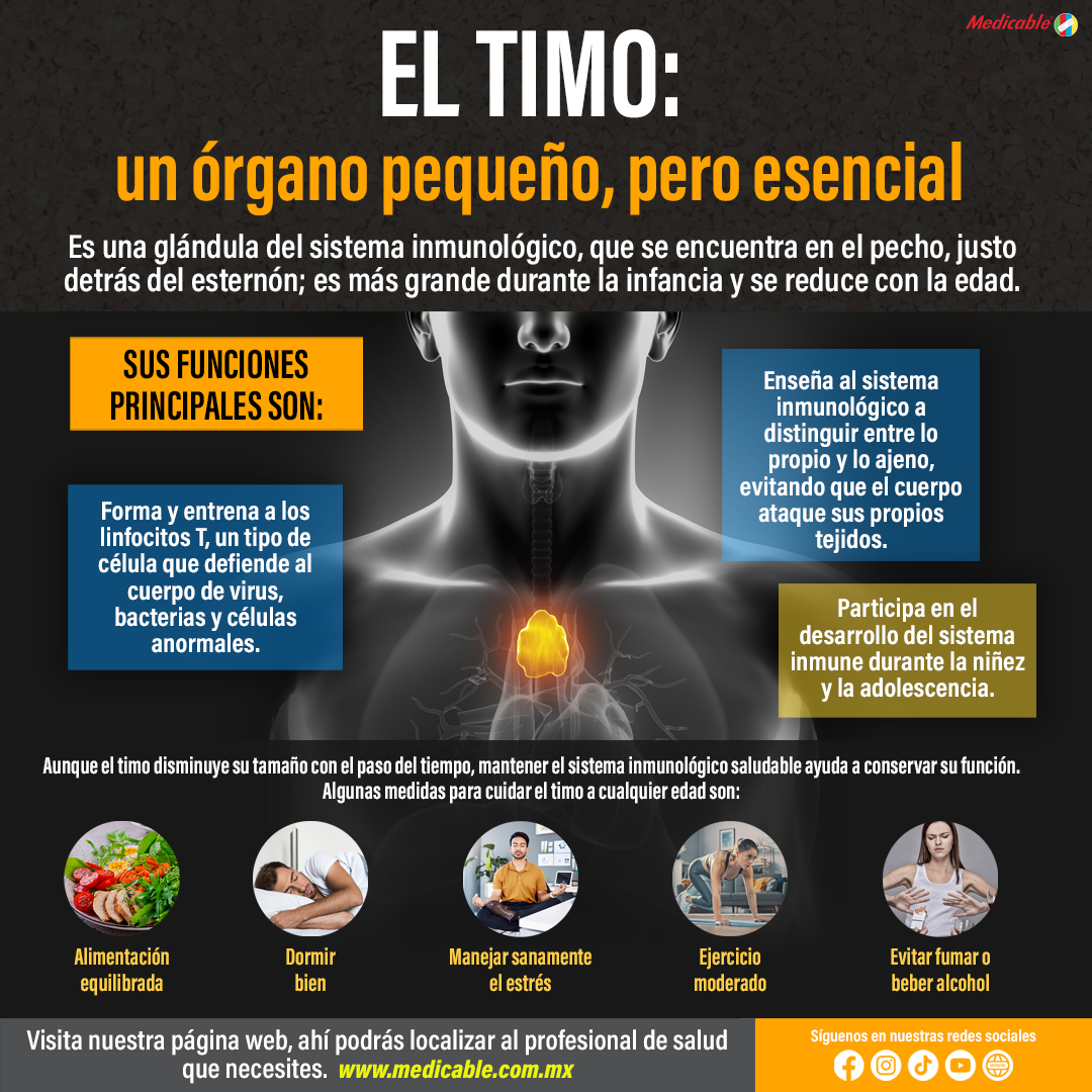 El Timo: un órgano pequeño pero esencial.