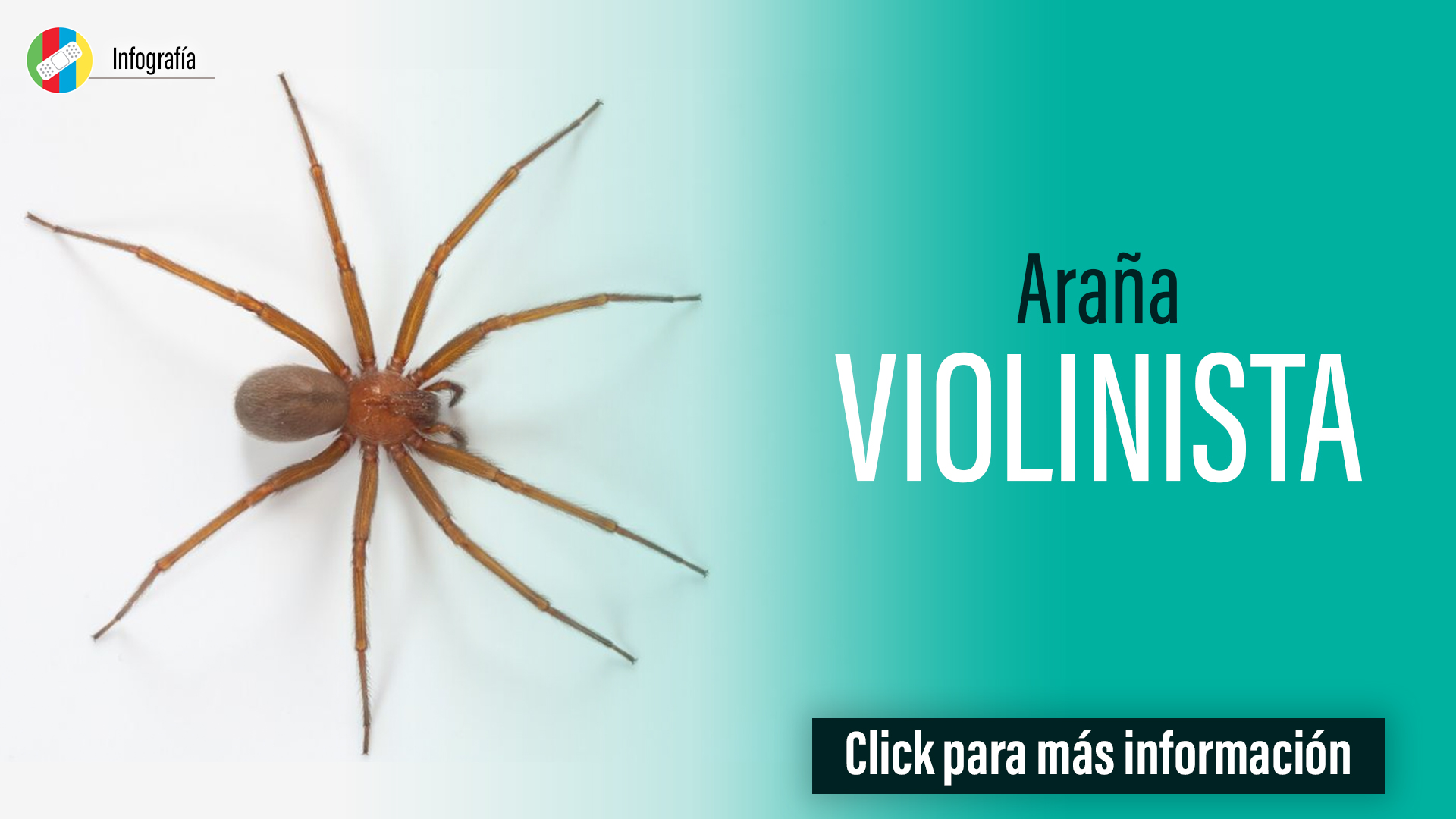 Araña violinista